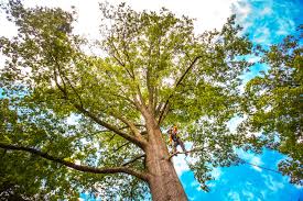 Best Mulching Services  in Evansburg, PA