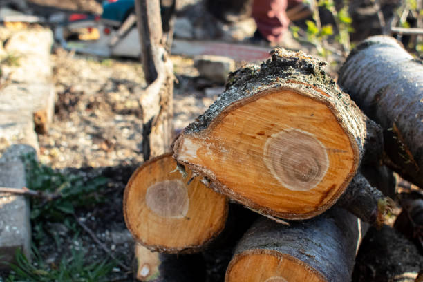 Best Tree Risk Assessment  in Evansburg, PA