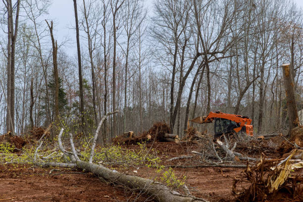 Best Tree Trimming and Pruning  in Evansburg, PA