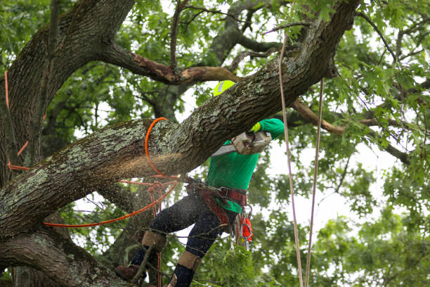 Best Storm Damage Tree Cleanup  in Evansburg, PA
