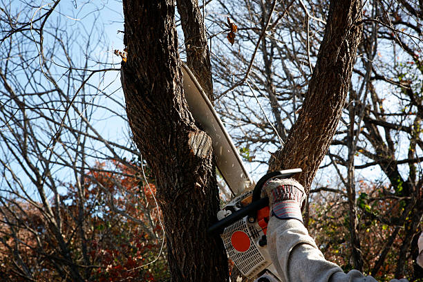 Best Lawn Renovation and Restoration  in Evansburg, PA