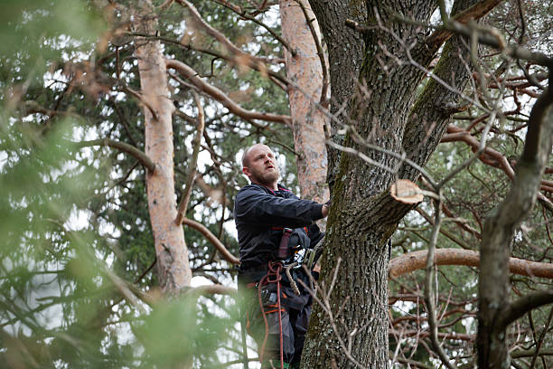 Reliable Evansburg, PA Tree Care Solutions