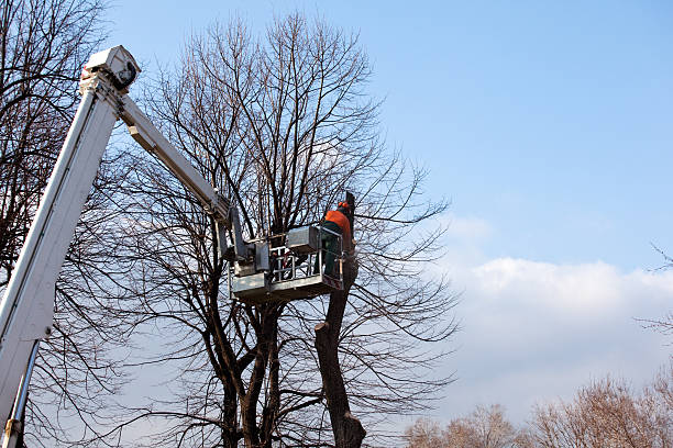 Best Lot and Land Clearing  in Evansburg, PA