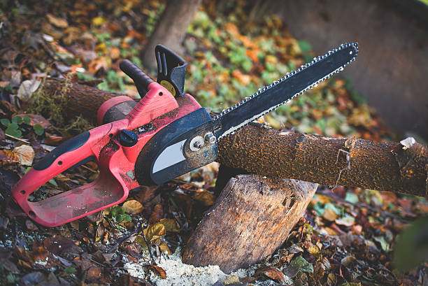 Best Hazardous Tree Removal  in Evansburg, PA