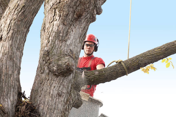 Best Tree Health Inspection  in Evansburg, PA