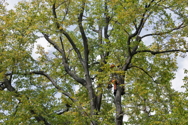 Mulching Services in Evansburg, PA