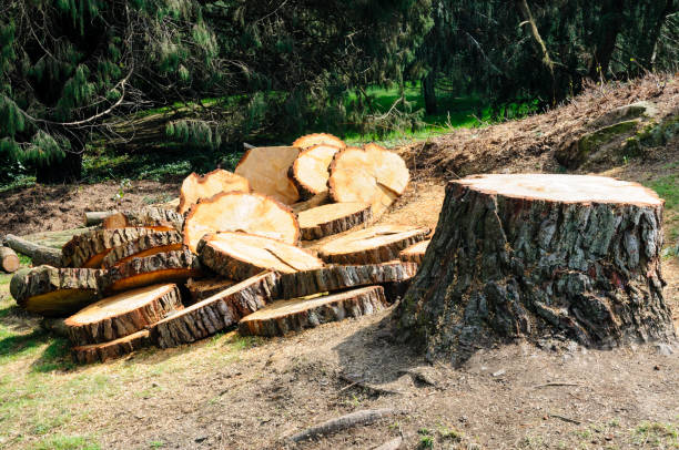 How Our Tree Care Process Works  in  Evansburg, PA